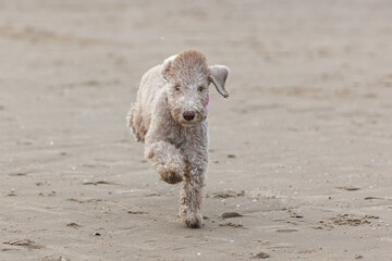 Puppy Bedlington Terrier on a walk, cheerfully runs on the sand