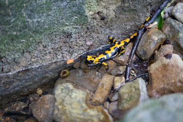 The fire salamander (Salamandra salamandra gigliolii).  A subspecies of salamadra that lives along the Italian Apennines.