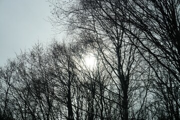 Schwarze Baumreihe mit Sonnenlicht vor Himmel am Nachmittag im Winter