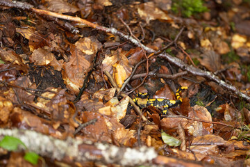 The fire salamander (Salamandra salamandra gigliolii).  A subspecies of salamadra that lives along the Italian Apennines.