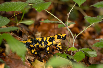 The fire salamander (Salamandra salamandra gigliolii).  A subspecies of salamadra that lives along the Italian Apennines.