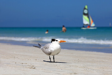 Seagull standing on a sand on sea waves and sailboat background, vacation on Atlantic ocean coast