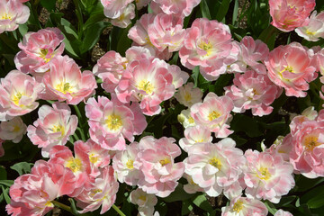 アンジェリケ　チューリップ