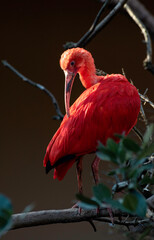 Scarlet Ibis Bird