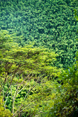 Fototapeta na wymiar Trees in Maui