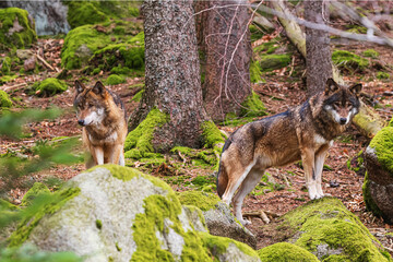 Eurasian wolf (Canis lupus lupus) pack in the forest