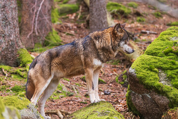 Naklejka na ściany i meble Eurasian wolf (Canis lupus lupus) looking under himself