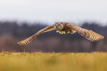 great horned owl (Bubo virginianus), also known as the tiger owl has a low overflight