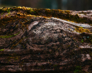 moss on tree