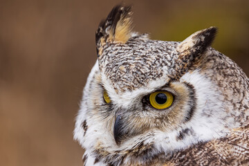 great horned owl (Bubo virginianus), also known as the tiger owl head detail