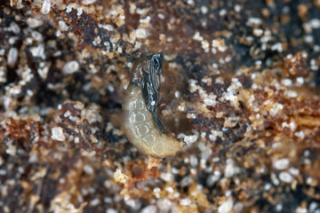 Dark-winged fungus gnat pupa (Sciaridae) and mites (various stages of development including many...