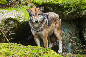 Fototapeta premium Eurasian wolf (Canis lupus lupus) in front of the lair
