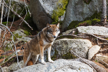 Eurasian wolf (Canis lupus lupus) among the big boulders