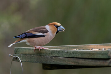 A beautiful, male Hawfinch (Coccothraustes coccothraustes) on a bird table.
