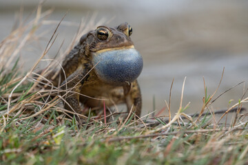 American Toad Sits on Side of Pond Calls for Mate