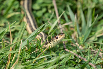 Garter Snake in moves through green grass