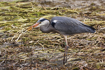 grey heron (Ardea cinerea) swallows fish