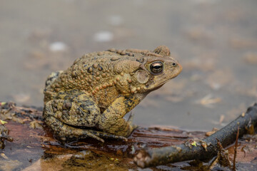 Close-up of Eastern American Toad (Bufo americanus) sitting on log in pond