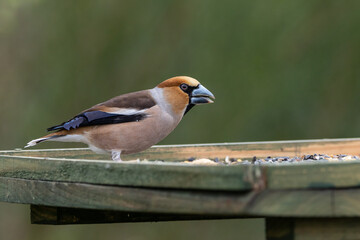 A beautiful, male Hawfinch (Coccothraustes coccothraustes) on a bird table.
