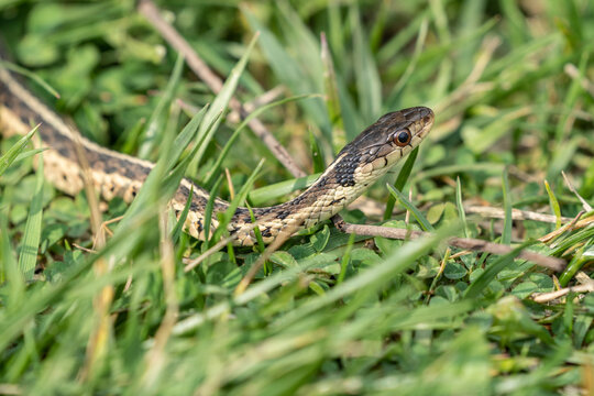 Close-up Garter Snake in Green Grass