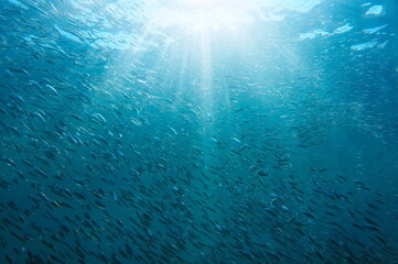 Fototapeta na wymiar School of small silverside fish with sunlight underwater in the Caribbean sea