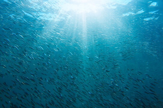 School of small silverside fish with sunlight underwater in the Caribbean sea