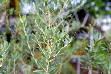 Olive tree in the garden