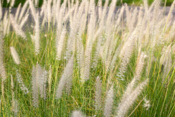 Fototapeta premium Fountain grass or pennisetum alopecuroides
