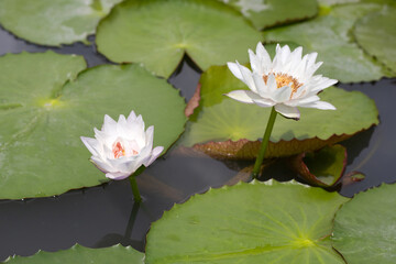 Beautiful white water lily. Lotus flower with green leaves