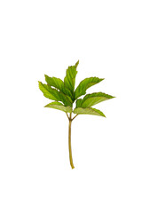 the leaf of the Aegopodium plant is isolated on a white background. a young plant in spring.