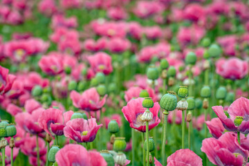 Obraz na płótnie Canvas Pink flowering Opium Poppy or Papaver somniferum plants and their seed boxes.