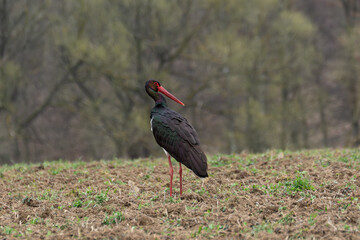 Macro close-up of bird showing detailed feathers and sharp eye &ndash; wildlife photography in natural light highlighting texture and color