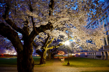 Cherry Blossoms at Sunrise