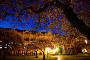 Cherry Blossoms at Sunrise