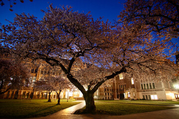 Cherry Blossoms at Sunrise