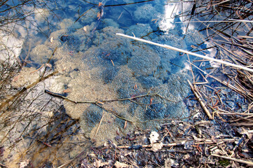 frog spawn clusters at early spring time in natural ambiance in the pond with reflection of the clouds