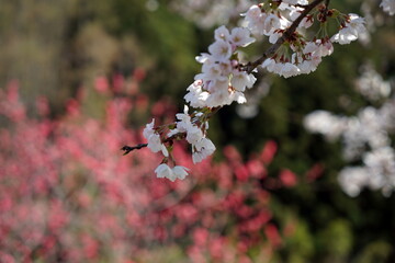 花桃を後ろに桜の花
