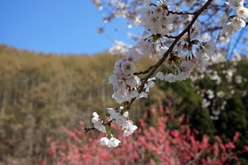 花桃を後ろに桜の花