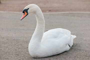 Mute swan sat on concrete pavement