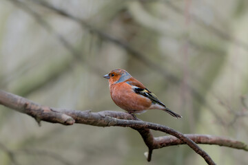 Male chaffinch in woodland on tree branch