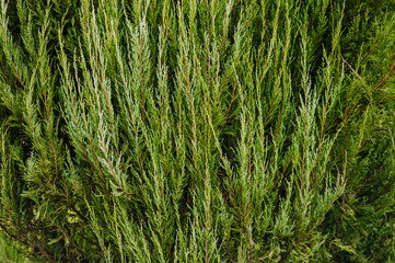 Background, texture of a green, evergreen juniper bush. Close-up photography, nature.