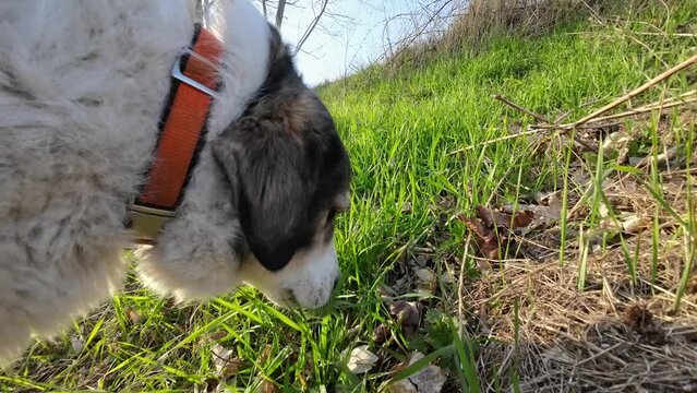 grasfressender Hund