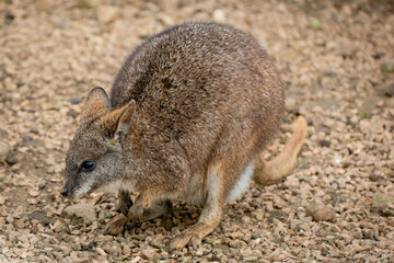 Parma wallaby on brown stones and gravel looking to side