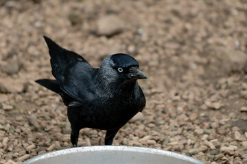 Jackdaw by food or water bowl on ground