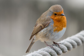 Robin perched on top of a rope with head cocked to side
