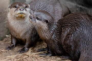 Two asian short-clawed otters on land