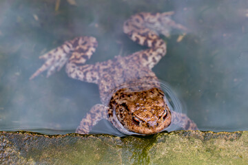 Common toad in water with head above water