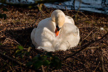 Mute swan putting head between wings in nest of twigs in woodland near a lake