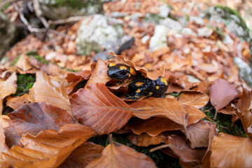 The fire salamander (Salamandra salamandra gigliolii ). A subspecies of salamadra that lives along the Italian Apennines.
