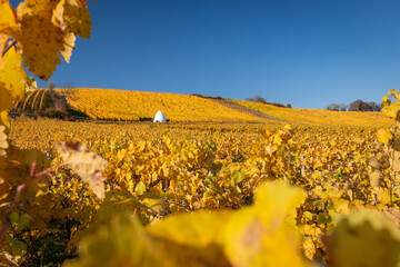 Scenic view of vineyard in yellow autumn colors with Trullo building in Rhine Hesse, Germany